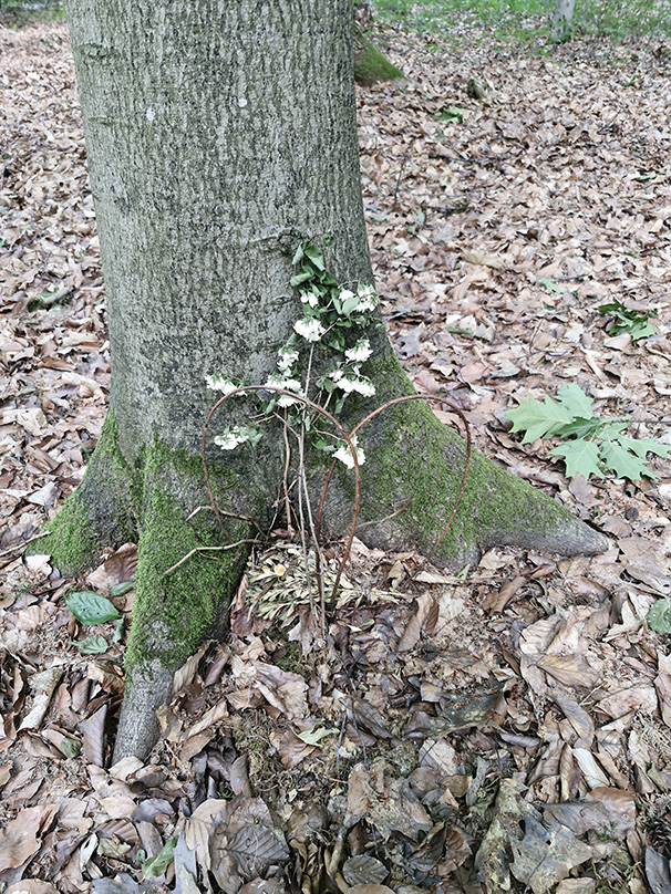 Ruhewald2 baum